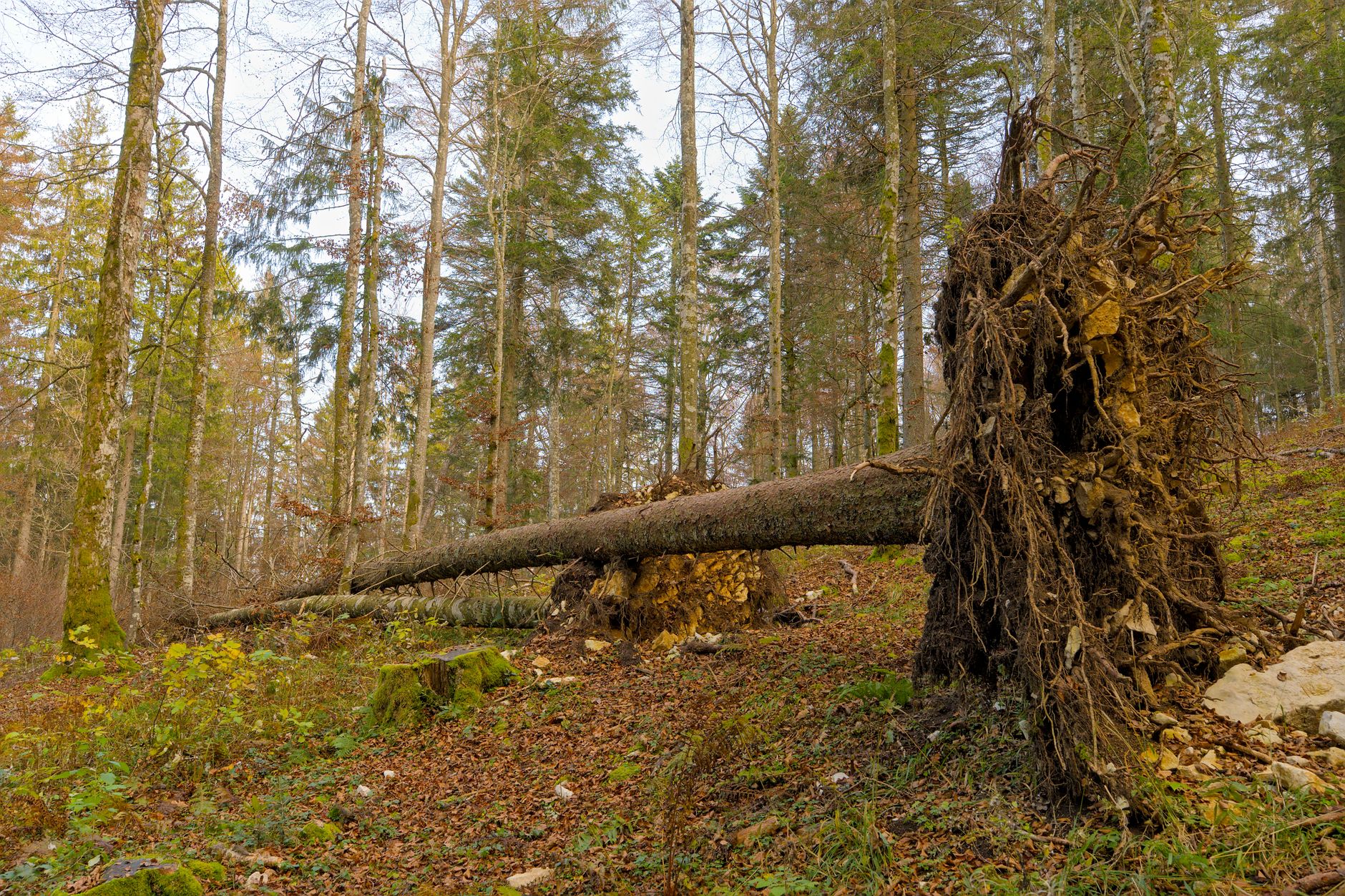 Enlèvement arbre urgence à Saint-Dizier